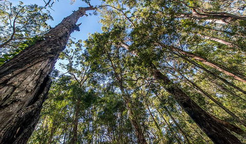 Brimbin Nature Reserve - Airlie Beach Holiday 3