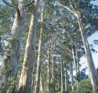 The Great Forest Trees Drive - Airlie Beach Holiday