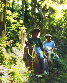Clarendon Forest Retreat Horse Riding - Airlie Beach Holiday 0