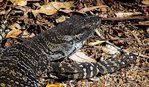 Saltwater National Park - Airlie Beach Holiday 2