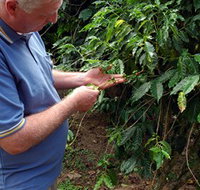 Wombah Coffee Plantation - Airlie Beach Holiday