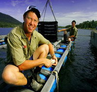 Armstrong Oysters - Airlie Beach Holiday