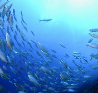 Cape Byron Marine Park - Airlie Beach Holiday