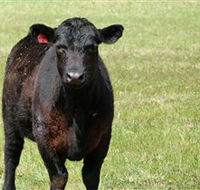 Denham Farm Beef and Lamb - Airlie Beach Holiday