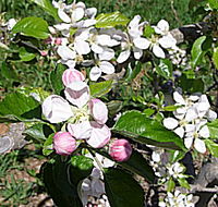 Avro Park Orchards - Airlie Beach Holiday