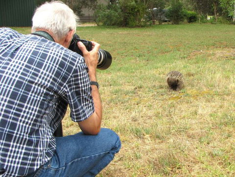 Echidna Walkabout Nature Tours - Airlie Beach Holiday 9