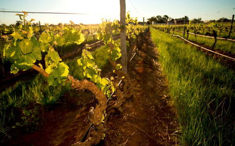 Kaesler Old Vine Vineyard Tour - Airlie Beach Holiday 0