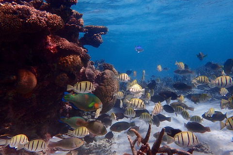 Lagoon Explorer - Ningaloo Reef Full-Day Kayaking And Snorkeling Adventure - Airlie Beach Holiday 6