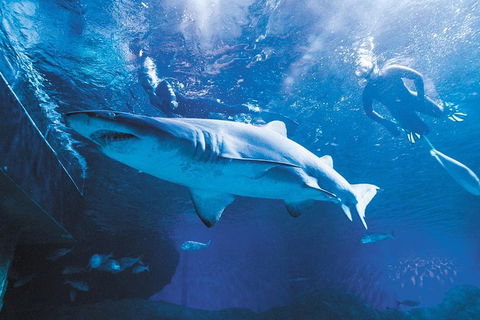 AQWA The Aquarium Of Western Australia: General Admission - Airlie Beach Holiday 9