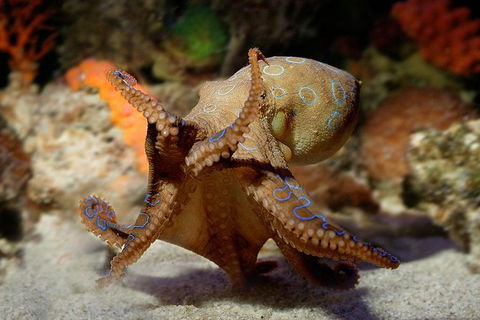 AQWA The Aquarium Of Western Australia: General Admission - Airlie Beach Holiday 15