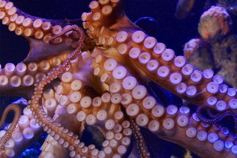 AQWA The Aquarium Of Western Australia: General Admission - Airlie Beach Holiday 8