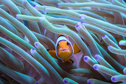 AQWA The Aquarium Of Western Australia: General Admission - Airlie Beach Holiday 4