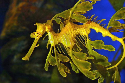 AQWA The Aquarium Of Western Australia: General Admission - Airlie Beach Holiday 13