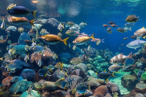 AQWA The Aquarium Of Western Australia: General Admission - Airlie Beach Holiday 10