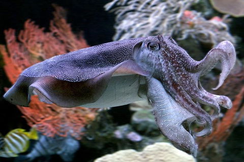 AQWA The Aquarium Of Western Australia: General Admission - Airlie Beach Holiday 16