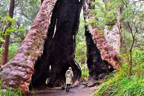 Albany Southwest Wilderness Day Tour - Fly From Perth - Airlie Beach Holiday 7