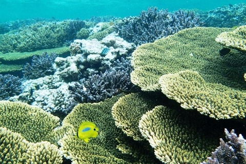 Abrolhos Islands Scenic Flight & Snorkel Adventure From Perth - Airlie Beach Holiday 3