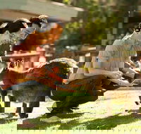Very Best of Perth Tour - Wildlife Park  City Highlights Tour - Airlie Beach Holiday