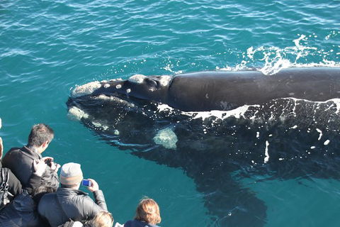 Augusta Whale Watching Eco Tour - Airlie Beach Holiday 0