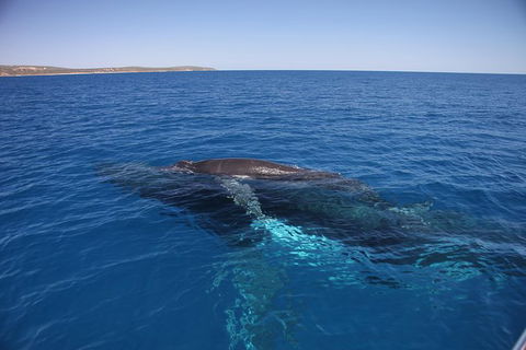 Augusta Whale Watching Eco Tour - Airlie Beach Holiday 6