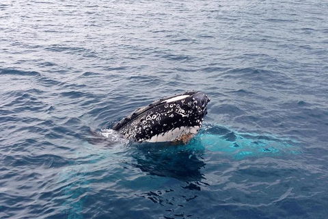 Augusta Whale Watching Eco Tour - Airlie Beach Holiday 5