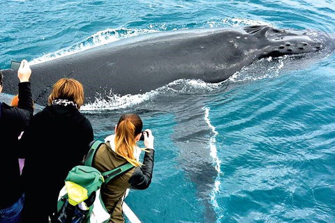 Augusta Whale Watching Eco Tour - Airlie Beach Holiday 3