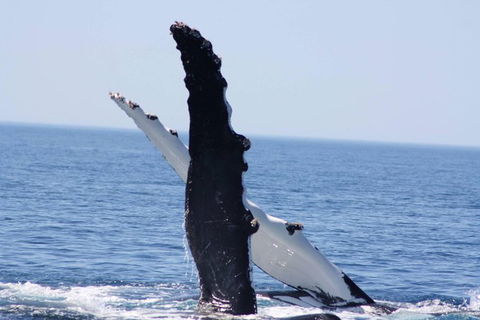 Augusta Whale Watching Eco Tour - Airlie Beach Holiday 4