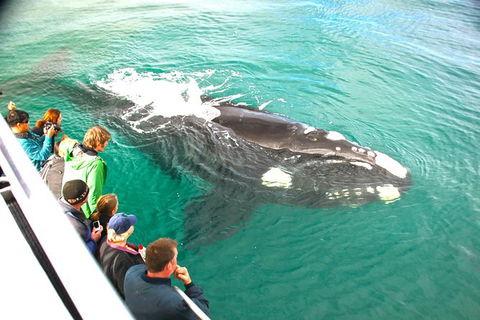 Augusta Whale Watching Eco Tour - Airlie Beach Holiday 7