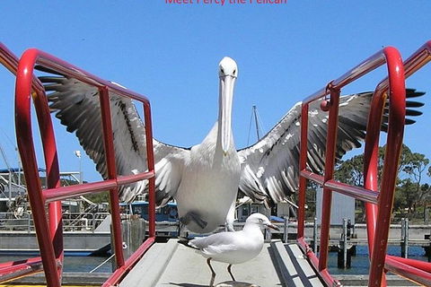 Kalgan Queen Scenic Cruises A Four Hour Sheltered Water Wildlife Tour Daily Fun. - Airlie Beach Holiday 4