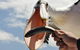 Kalgan Queen Scenic Cruises A Four Hour Sheltered Water Wildlife Tour Daily Fun. - thumb 5