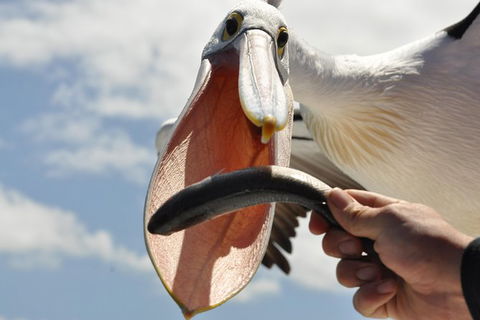 Kalgan Queen Scenic Cruises A Four Hour Sheltered Water Wildlife Tour Daily Fun. - Airlie Beach Holiday 5