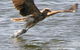 Kalgan Queen Scenic Cruises A Four Hour Sheltered Water Wildlife Tour Daily Fun. - thumb 6