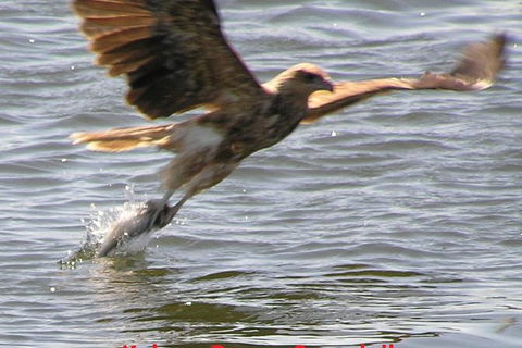 Kalgan Queen Scenic Cruises A Four Hour Sheltered Water Wildlife Tour Daily Fun. - Airlie Beach Holiday 6