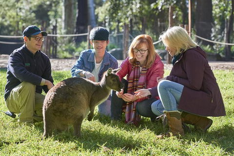 Australian Wildlife Experience At Healesville Sanctuary - Airlie Beach Holiday 0