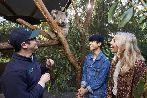 Australian Wildlife Experience At Healesville Sanctuary - Airlie Beach Holiday 1