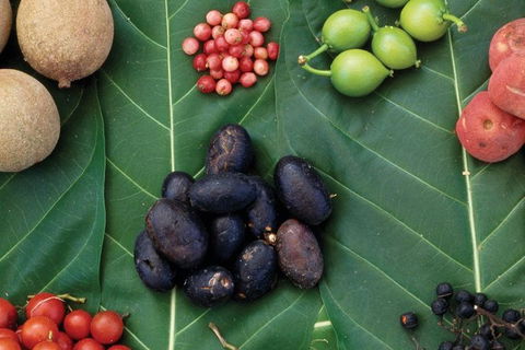 AUSTRALIAN NATIVE FOOD TOUR From Melbourne - Airlie Beach Holiday 0