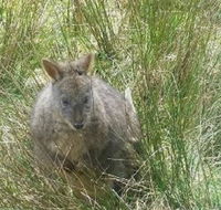 Leven Canyon Day Trip Including Wings Wildlife Park or Gunns Plains Caves from Devonport Ulverstone or Burnie - Airlie Beach Holiday