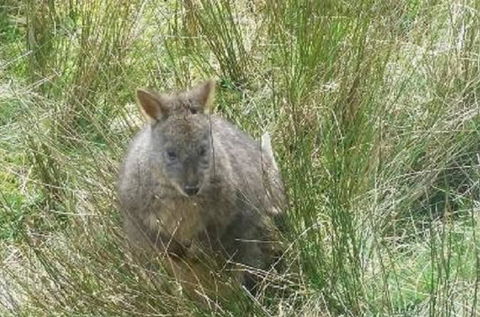 Leven Canyon Day Trip Including Wings Wildlife Park Or Gunns Plains Caves From Devonport, Ulverstone Or Burnie - Airlie Beach Holiday 0