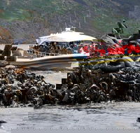 3-Hour Bruny Island Cruise from Adventure Bay - Airlie Beach Holiday