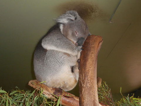 Cruise Ship Special Ex Hobart: Mt Wellington, Richmond, Bonorong With Free WiFi - Airlie Beach Holiday 13