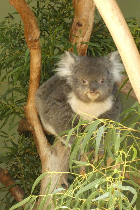 Cruise Ship Special Ex Hobart: Mt Wellington, Richmond, Bonorong With Free WiFi - Airlie Beach Holiday 5