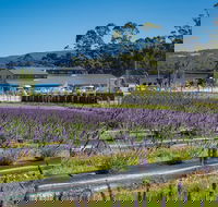 Private Tasman Peninsula Cruise Ship Tour from Port Arthur - Airlie Beach Holiday