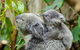 Hobart\'s Best: City, Nature, Wildlife, And Fine Cuisine - thumb 0