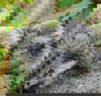 Hobart's best city nature wildlife and fine cuisine - Airlie Beach Holiday