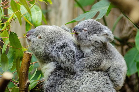 Hobart\'s Best: City, Nature, Wildlife, And Fine Cuisine - Airlie Beach Holiday 0