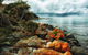 Hobart\'s Best: City, Nature, Wildlife, And Fine Cuisine - thumb 6