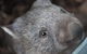 Hobart\'s Best: City, Nature, Wildlife, And Fine Cuisine - thumb 7