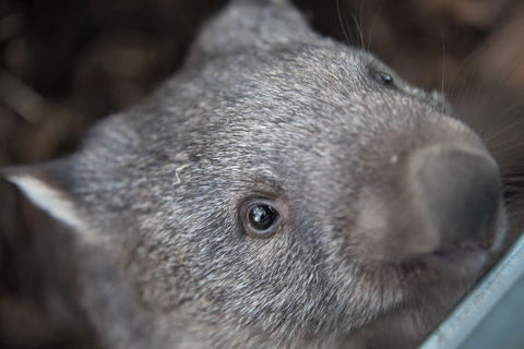 Hobart\'s Best: City, Nature, Wildlife, And Fine Cuisine - Airlie Beach Holiday 7