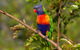 Hobart\'s Best: City, Nature, Wildlife, And Fine Cuisine - thumb 3