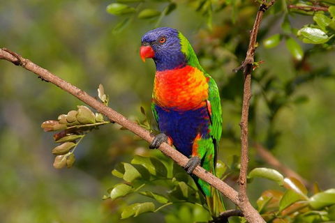 Hobart\'s Best: City, Nature, Wildlife, And Fine Cuisine - Airlie Beach Holiday 3